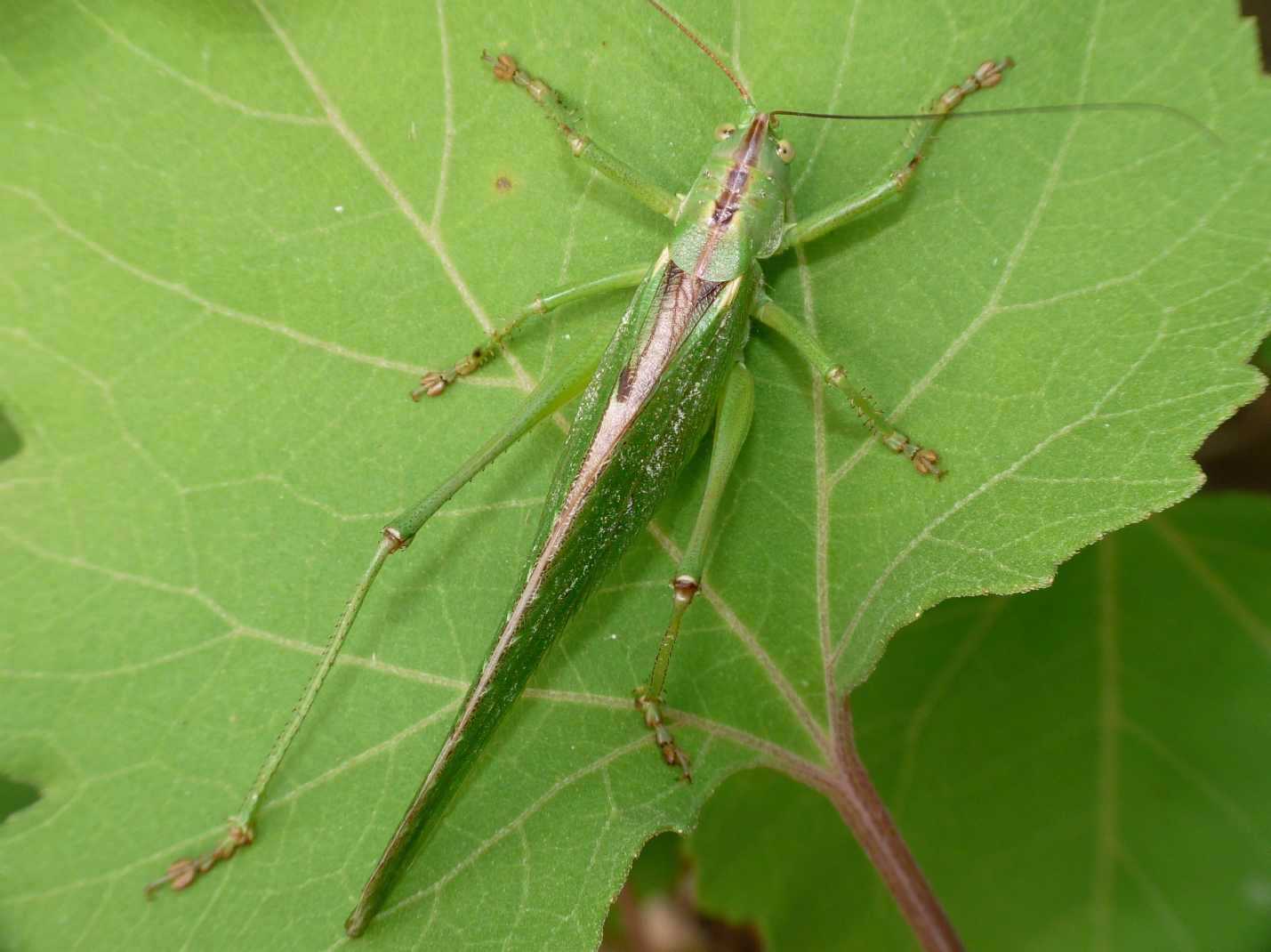 Orthoptera da identificare